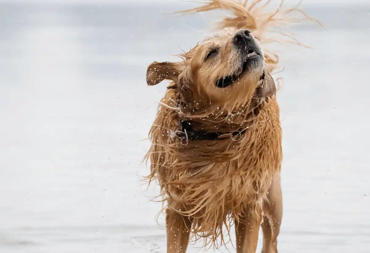 Bild zu Hund Weg 🐶 Nasser Hund – Hundeweg