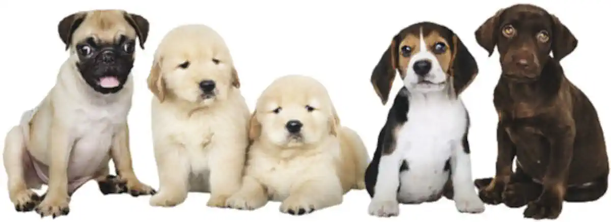 Bild zu Hund Weg 🐶 Wieso Hundenamen – Hundeweg?